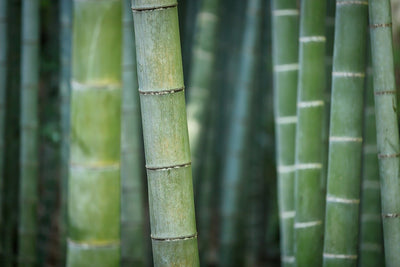 Organic Bamboo